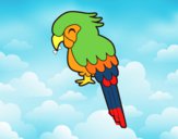 Guacamayo