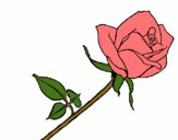 Rosa