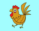 Gallina de granja