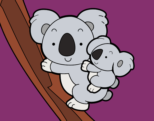 Madre koala