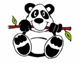 Oso panda