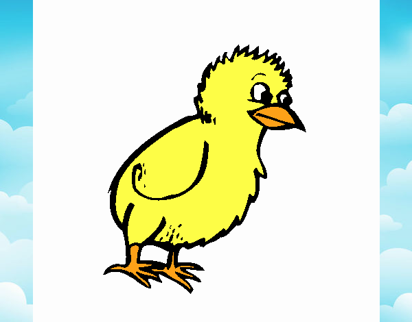 Pollito