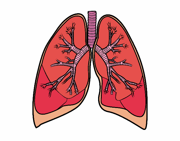 los pulmones así es nuestro cuerpo