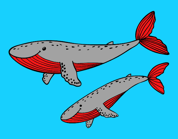 Ballenas