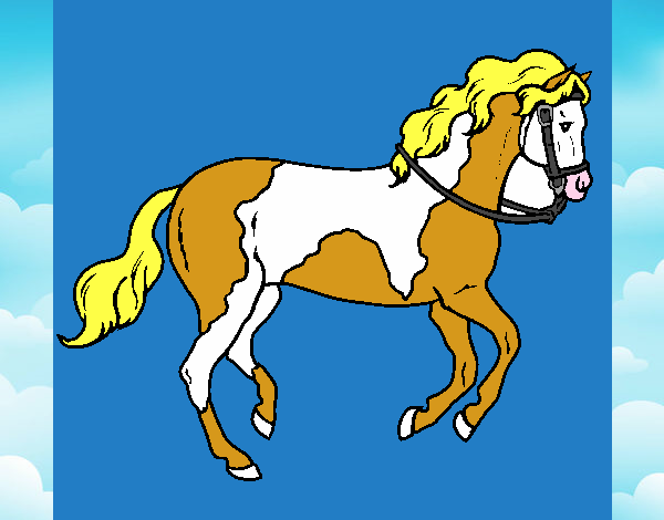 Caballo 5