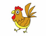 Gallina de granja