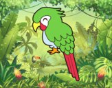 Guacamayo