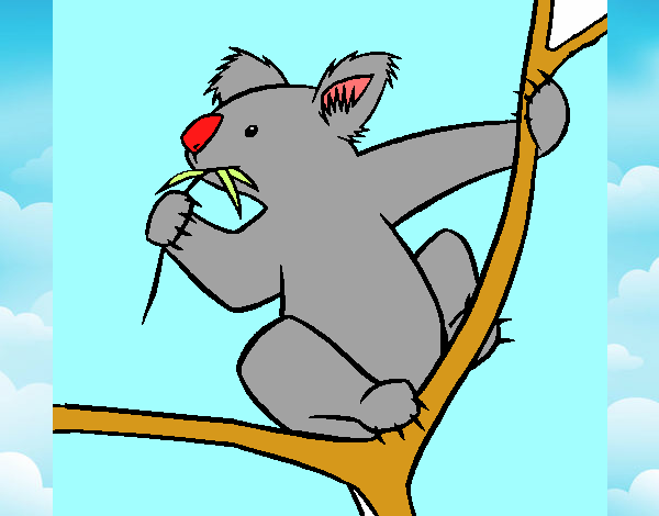 koala