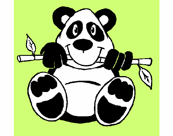 Oso panda