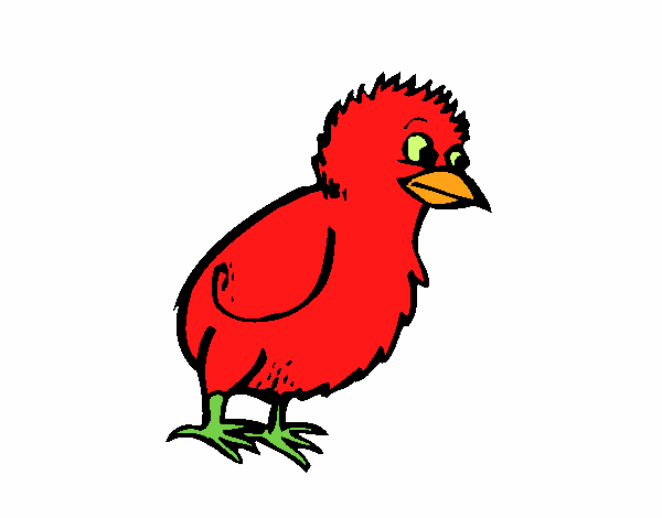 Pollito