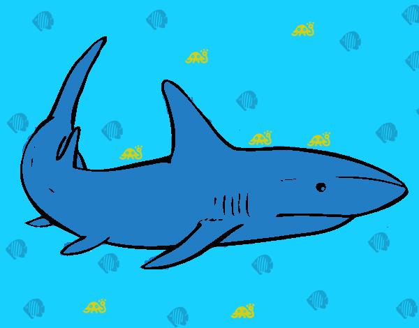 El tiburon 