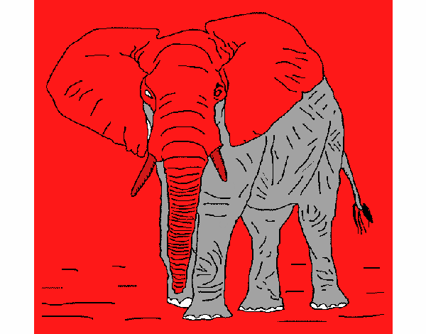 Elefante 1