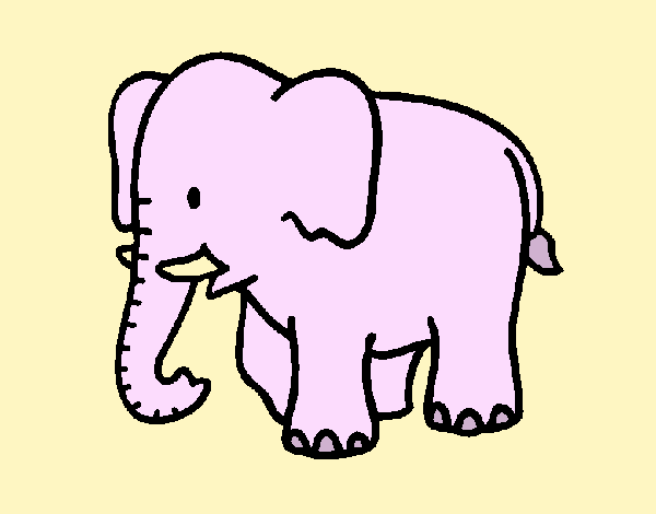 Elefante bebe