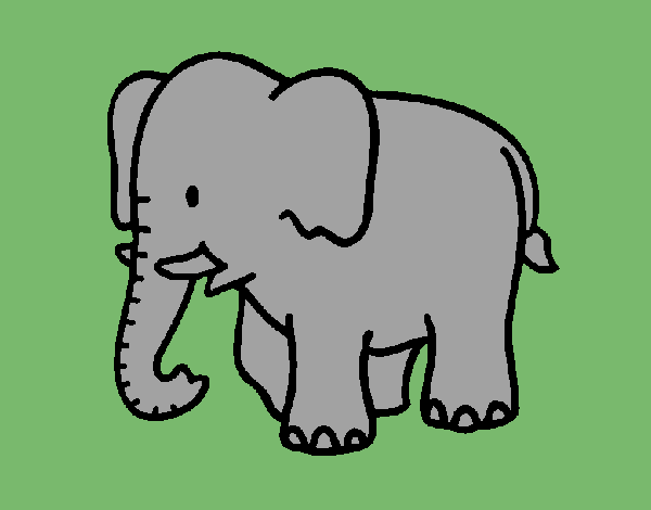 Elefante bebe