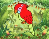 Guacamayo