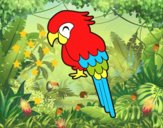 Guacamayo