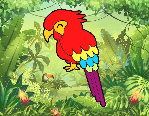 Guacamayo