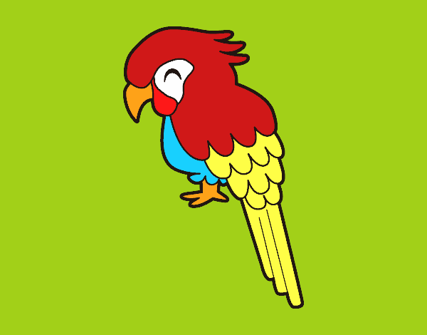 Guacamayo