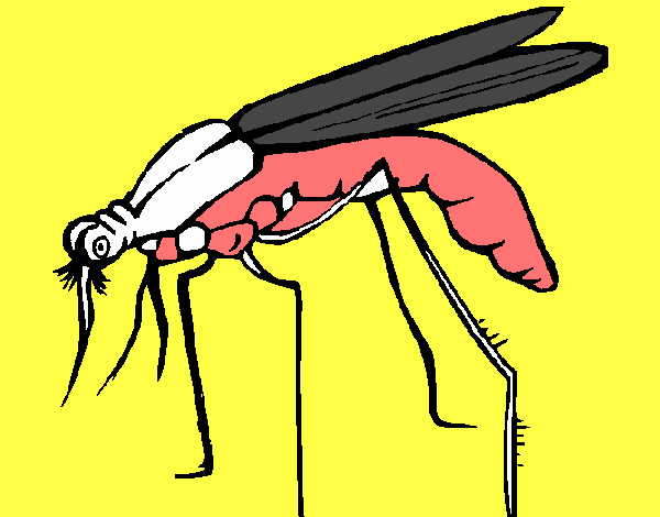 Mosquito