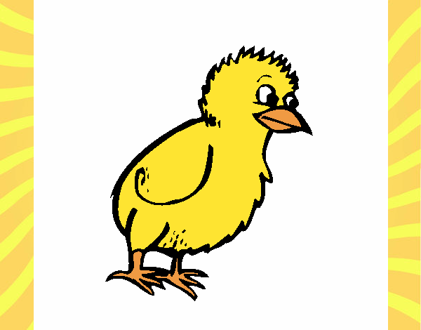 Pollito