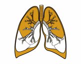 Pulmones y bronquios