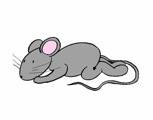 Ratita 