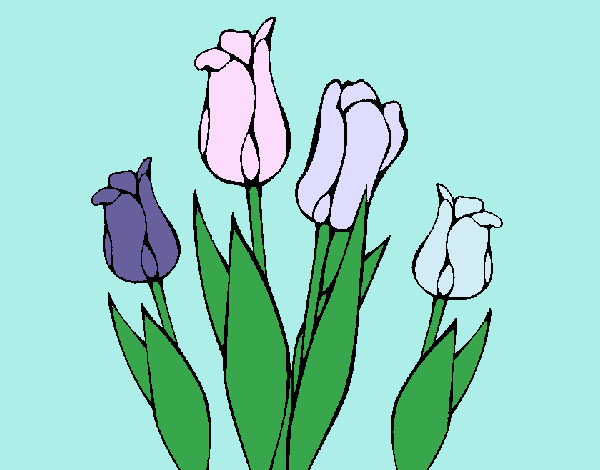 Tulipanes