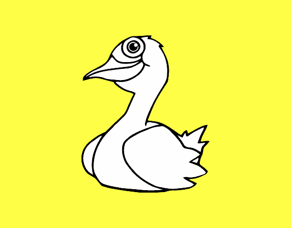 Un pato