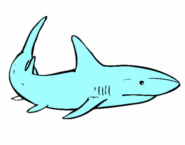 tiburones