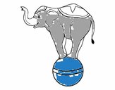 Elefante equilibrista