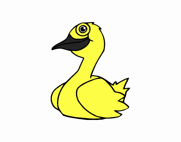 Un pato