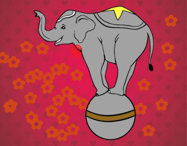 Elefante equilibrista