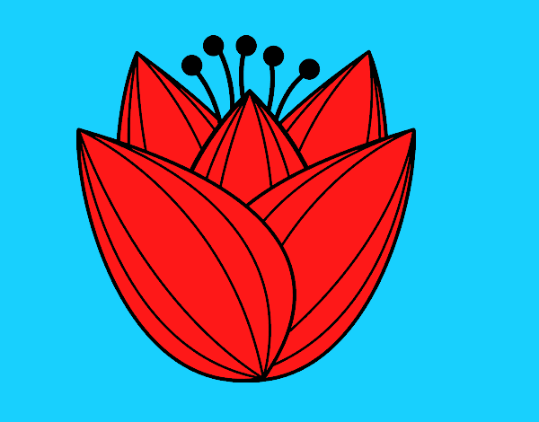 Flor de tulipán