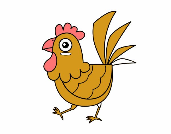 Gallina de granja