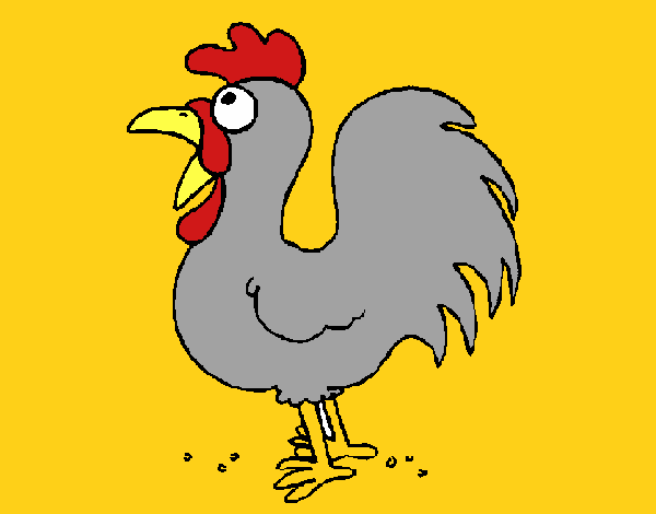 Gallo de granja