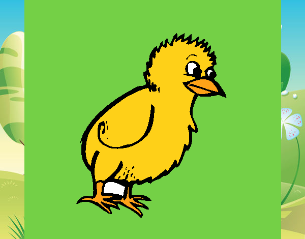 Pollito