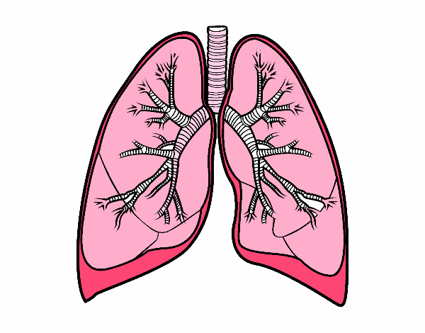 Pulmones y bronquios