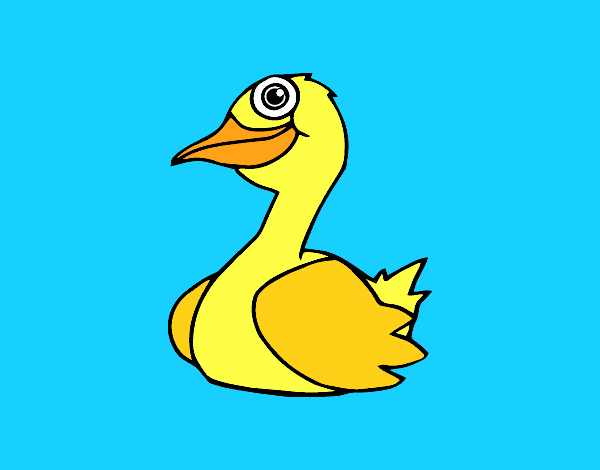 Un pato