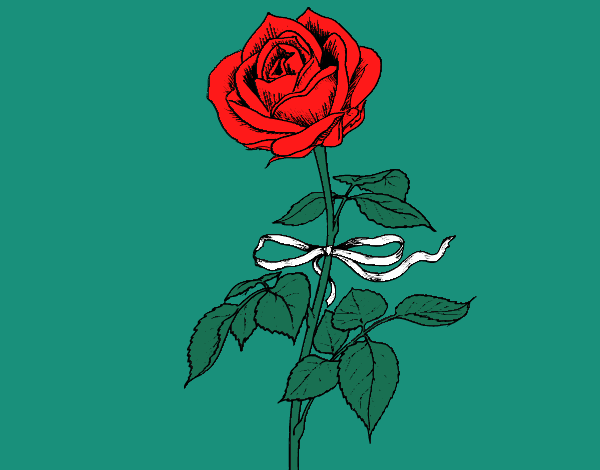 Una rosa