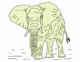 Elefante 1