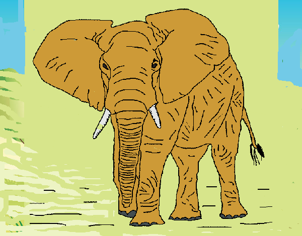 Elefante 1