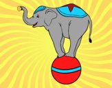 Elefante equilibrista