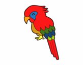 Guacamayo