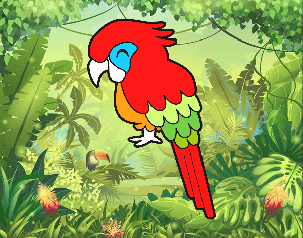 Guacamayo