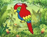 Guacamayo