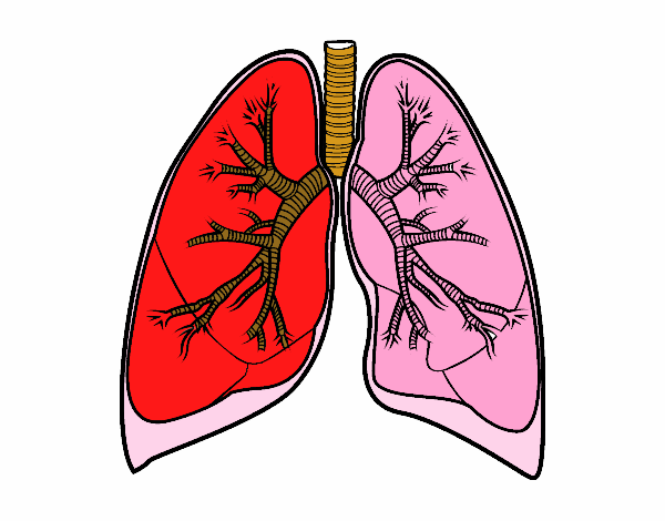 Pulmones y bronquios