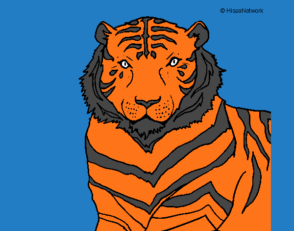 un tigre 