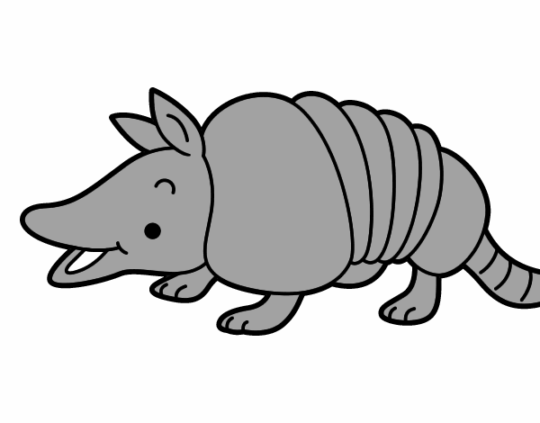 Armadillo joven