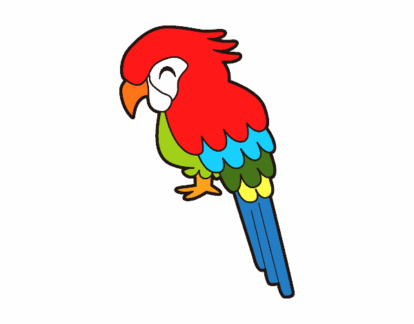 Guacamayo