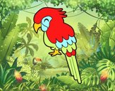 Guacamayo